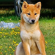 Sakura participe au concours pour gagner de l'argent avec cette photo : dog, shiba_inu, puppy, grass, flowers, yellow_flowers, outdoor, sitting, canine, pet, animal, fur, ears, snout, paw, nature, wheel, car, background, daylight