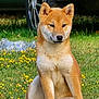 dog, shiba_inu, puppy, grass, flowers, yellow_flowers, outdoor, sitting, canine, pet, animal, fur, ears, snout, paw, nature, wheel, car, background, daylight