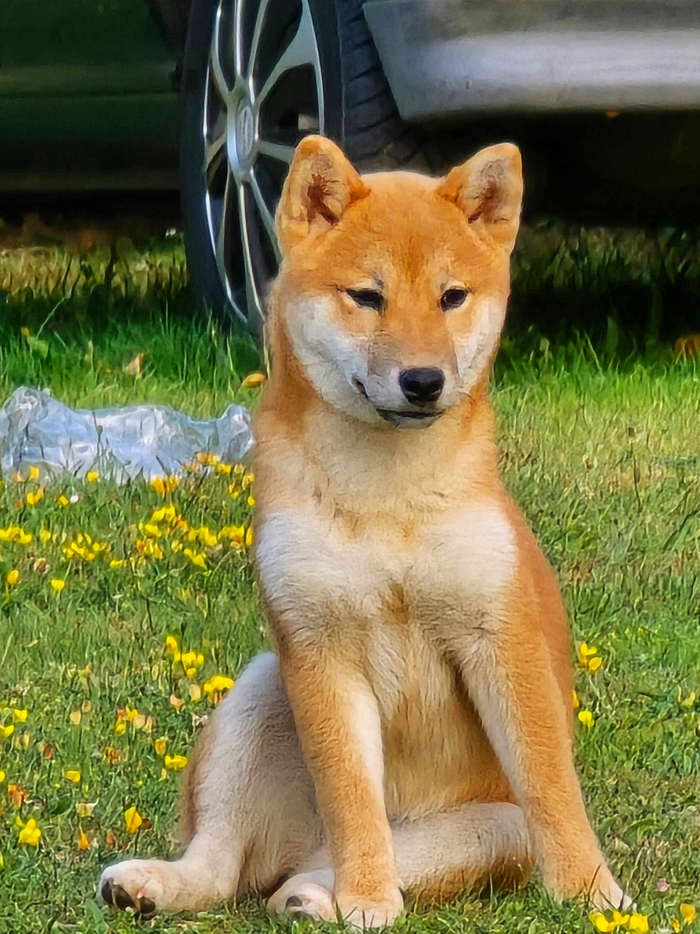 Sakura participe au concours pour gagner de l'argent avec cette photo : dog, shiba_inu, puppy, grass, flowers, yellow_flowers, outdoor, sitting, canine, pet, animal, fur, ears, snout, paw, nature, wheel, car, background, daylight