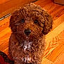 adorable, animal, braided_rug, brown, companion, curly_hair, cute, dog, domestic_animal, fedex_box, floor, fur, indoor, looking_up, pet, puppy, sitting, small_dog, wooden_floor, young_dog