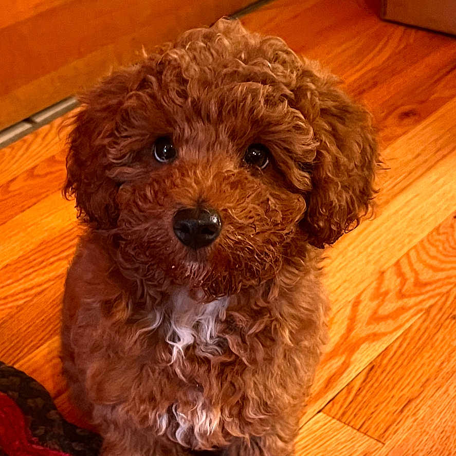 Rocky Top is registered to the contest to win money with this photo: adorable, animal, braided_rug, brown, companion, curly_hair, cute, dog, domestic_animal, fedex_box, floor, fur, indoor, looking_up, pet, puppy, sitting, small_dog, wooden_floor, young_dog