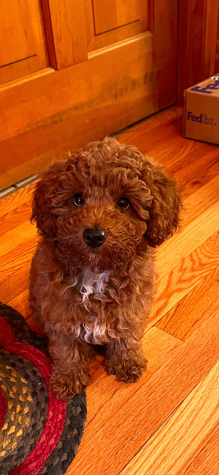 Rocky Top is registered to the contest to win money with this photo: adorable, animal, braided_rug, brown, companion, curly_hair, cute, dog, domestic_animal, fedex_box, floor, fur, indoor, looking_up, pet, puppy, sitting, small_dog, wooden_floor, young_dog