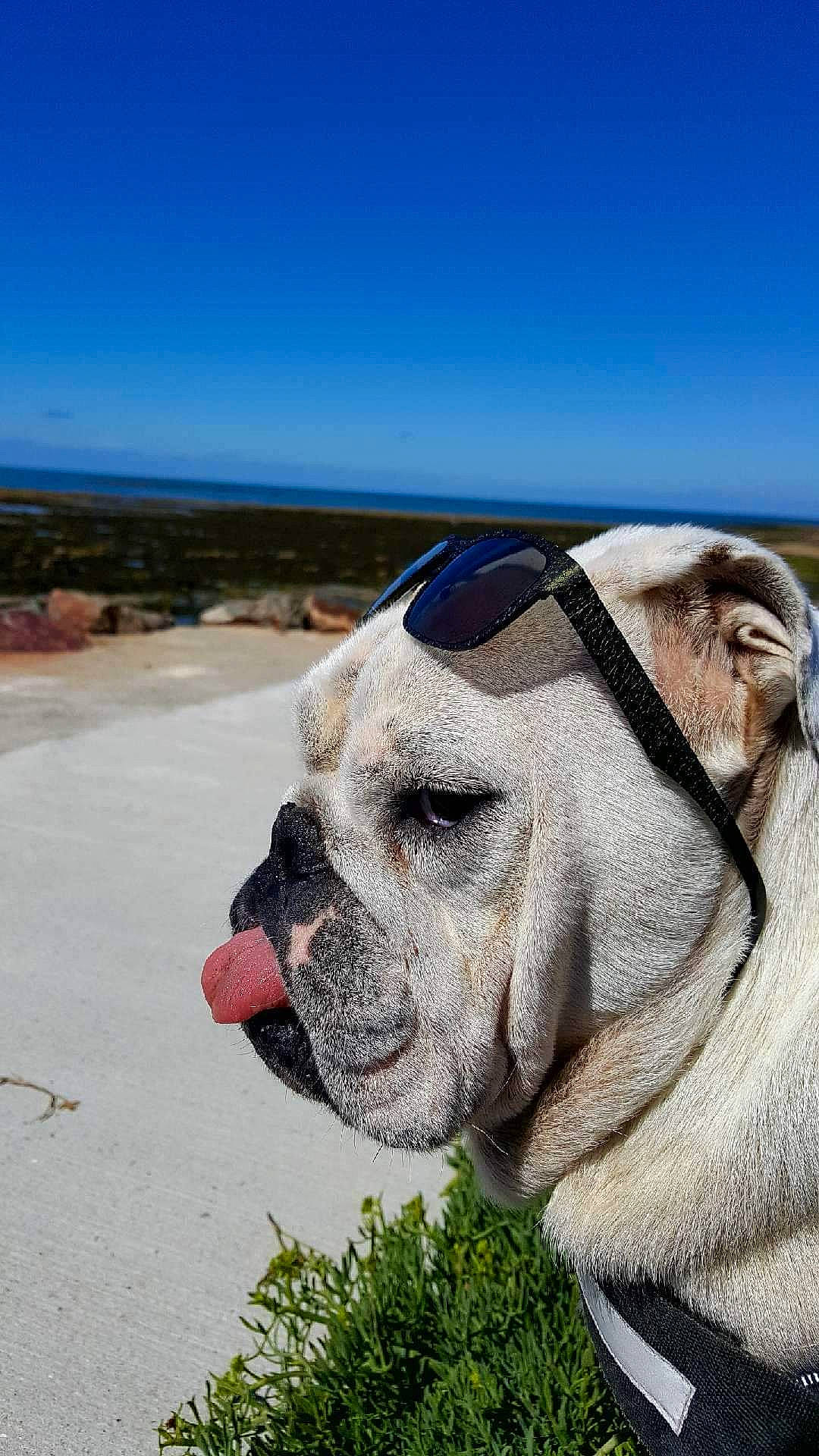Charlotte participe au concours pour gagner de l'argent avec cette photo : carnivore, cloud, collar, companion_dog, dog, dog_breed, dog_collar, eyewear, fawn, glasses, grass, landscape, leash, pet_supply, plant, sky, sunglasses, vertebrate, working_animal, wrinkle