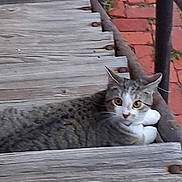 Tooter joined the competition — help win amazing prizes! cat, tabby_cat, wooden_stairs, rust, brick_wall, outdoor, animal, pet, feline, resting, curious, closeup, texture, nature, daylight, whiskers, ears, paws, eyes, relaxing