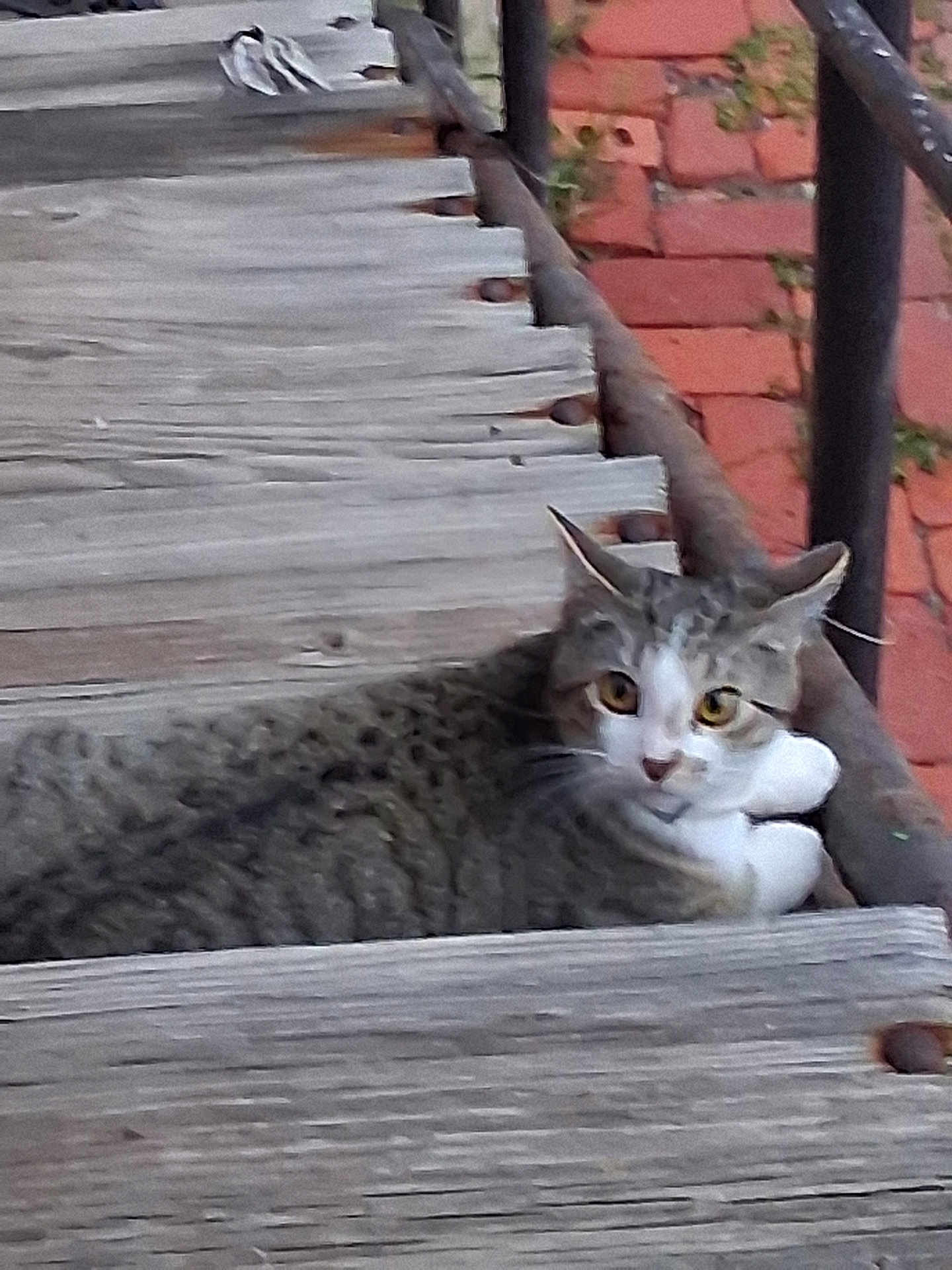 Tooter joined the competition — help win amazing prizes! cat, tabby_cat, wooden_stairs, rust, brick_wall, outdoor, animal, pet, feline, resting, curious, closeup, texture, nature, daylight, whiskers, ears, paws, eyes, relaxing