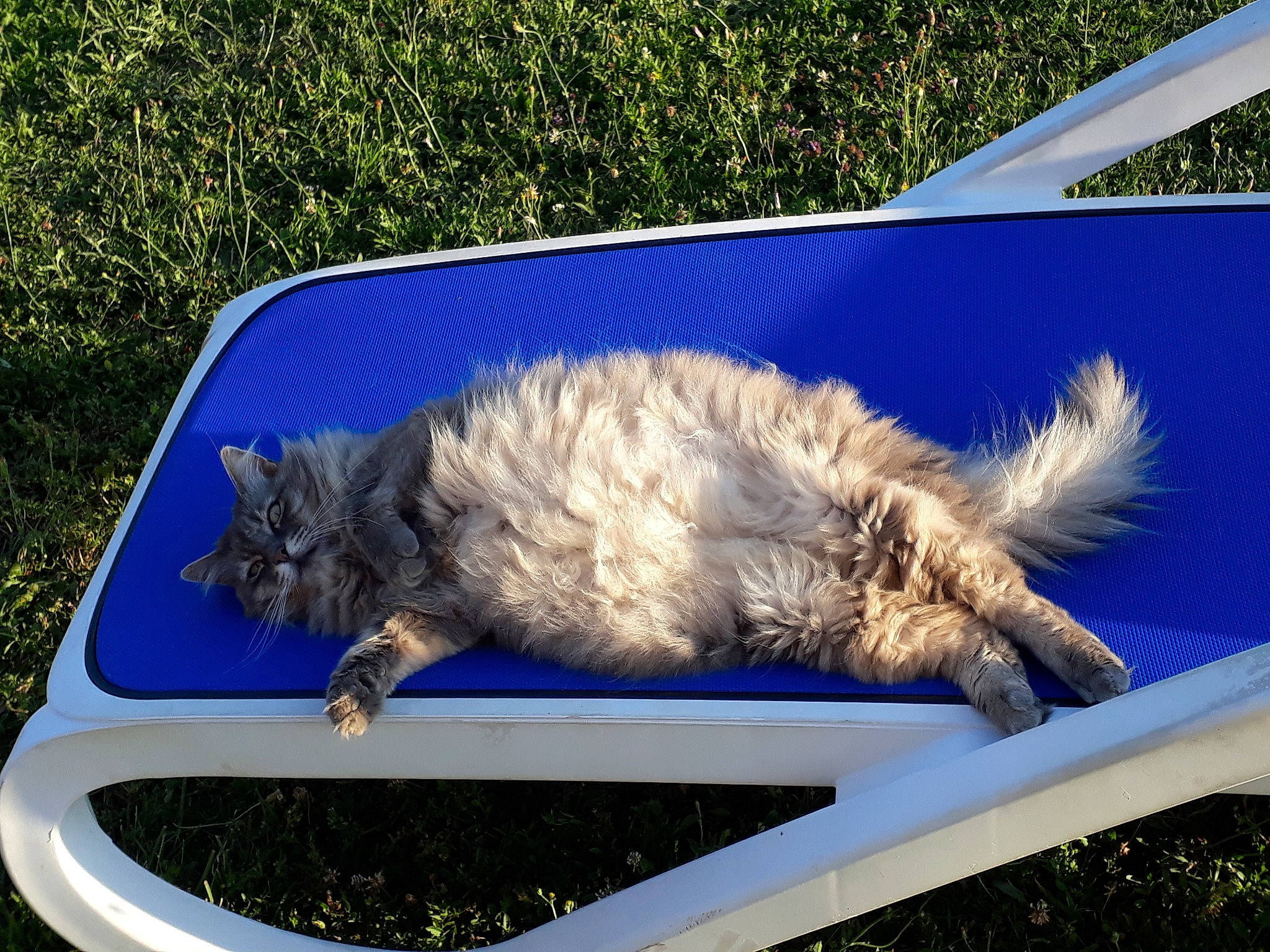 Oups a rejoint le concours — aidez-le/la à gagner de superbes lots ! carnivore, cat, felidae, grass, nap, sleep, small_to_medium_sized_cats, tail, tree, whiskers