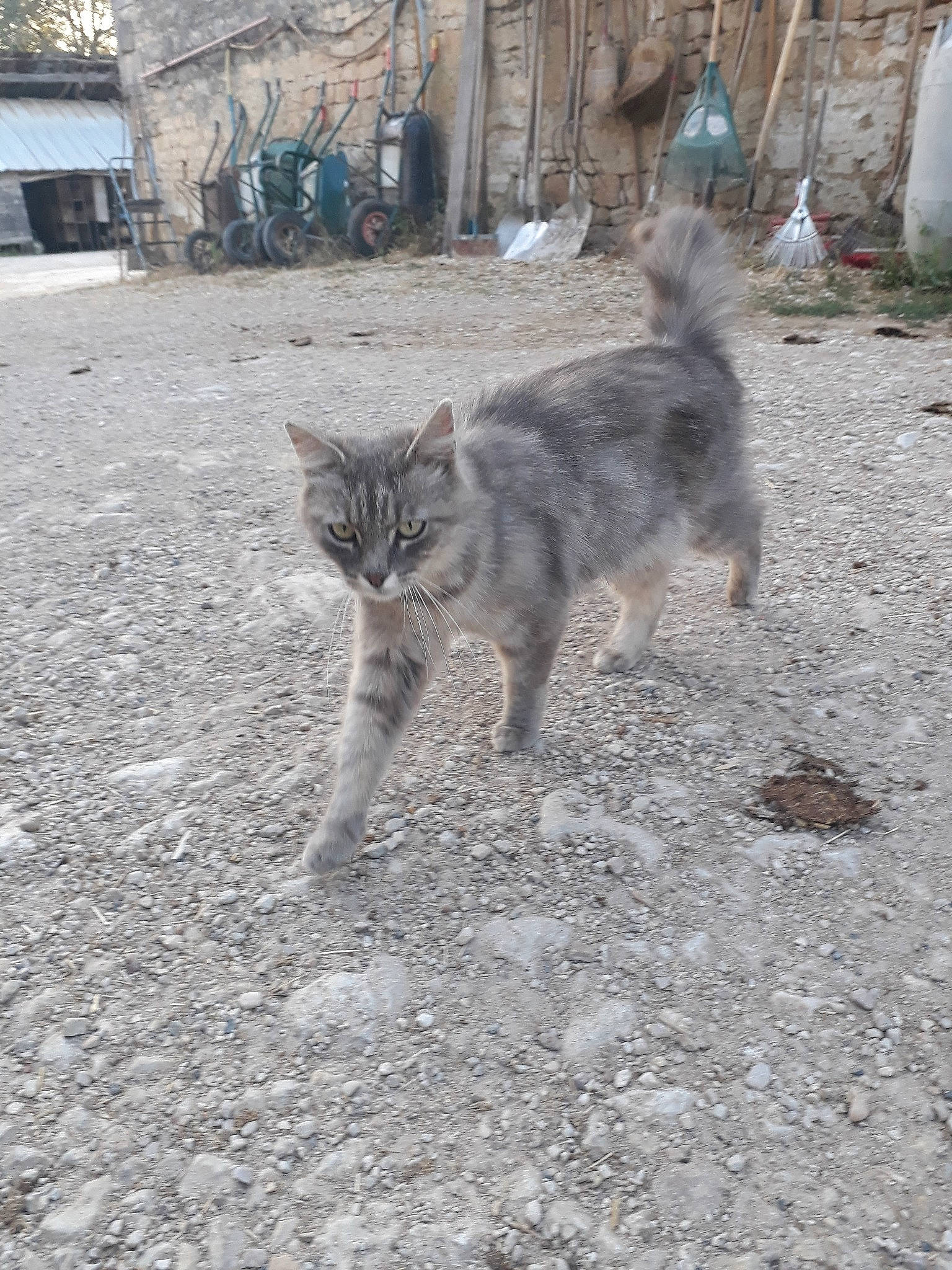 Oups a rejoint le concours — aidez-le/la à gagner de superbes lots ! carnivore, cat, domestic_short_haired_cat, european_shorthair, fawn, felidae, kitten, mammal, pixie_bob, small_to_medium_sized_cats, tabby_cat, tail, whiskers, wild_cat, wildlife