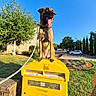 Amaya participe au concours pour gagner de l'argent avec cette photo : dog, belgian_malinois, pet, animal, standing, panting, tongue, harness, leash, postal_box, mailbox, yellow, outdoor, sunny, blue_sky, tree, garden, parked_cars, street, portrait