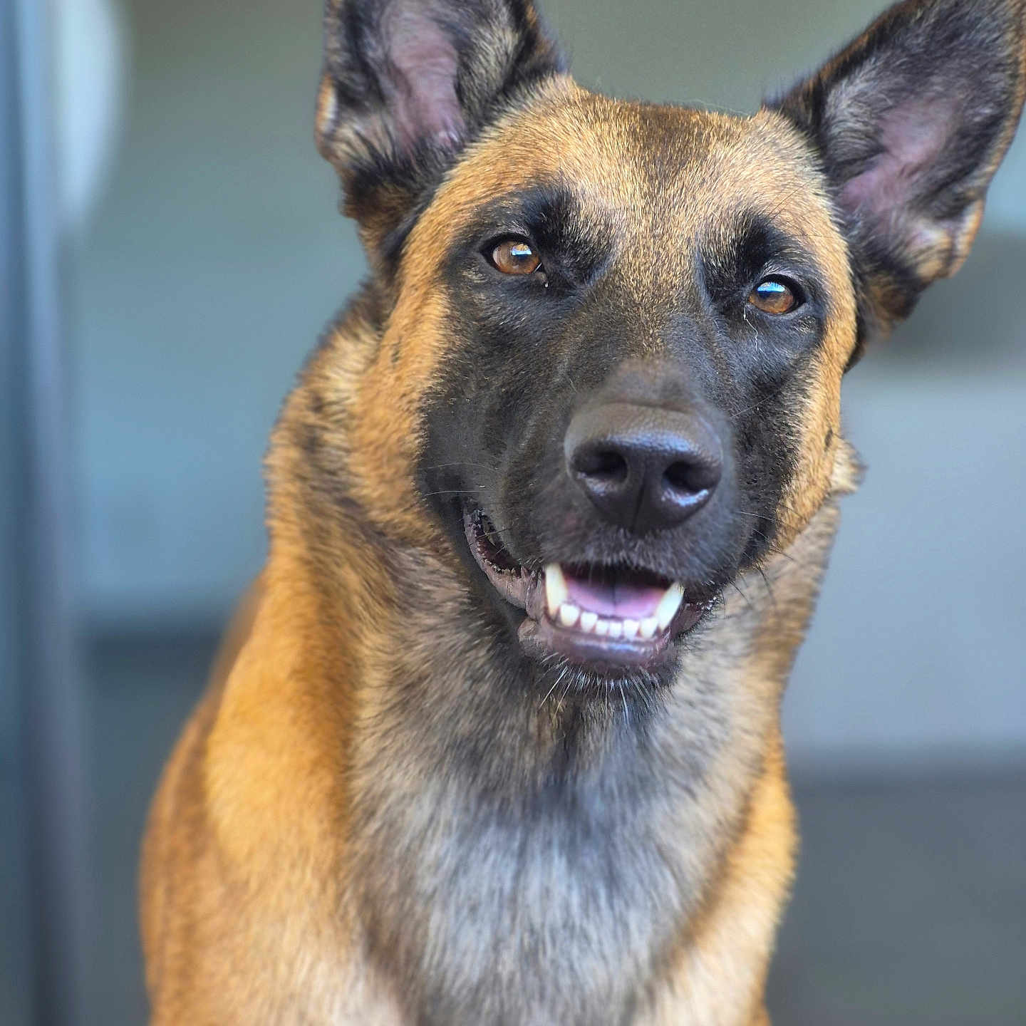 Amaya