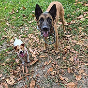 Amaya participe au concours pour gagner de l'argent avec cette photo : dogs, canine, puppy, adult_dog, two_dogs, outdoors, grass, fallen_leaves, yard, portrait, standing, sitting, happy, panting, tongue_out, pointy_ears, leash, harness, natural_light, pet_photography