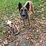 dogs, canine, puppy, adult_dog, two_dogs, outdoors, grass, fallen_leaves, yard, portrait, standing, sitting, happy, panting, tongue_out, pointy_ears, leash, harness, natural_light, pet_photography