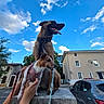 Amaya a rejoint le concours — aidez-le/la à gagner de superbes lots ! dog, dogs, belgian_malinois, jack_russell_terrier, outdoor, portrait, pet, canine, standing, sitting, harness, leash, tongue, smiling, blue_sky, clouds, street, houses, parked_car, stone_pedestal