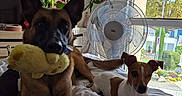 Amaya a rejoint le concours — aidez-le/la à gagner de superbes lots ! dog, dogs, shepherd_mix, terrier, plush_toy, stuffed_animal, bed, bedroom, blanket, bedding, fan, window, indoors, houseplants, daylight, outdoor_view, portrait, sitting, pet, home
