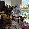 dog, dogs, shepherd_mix, terrier, plush_toy, stuffed_animal, bed, bedroom, blanket, bedding, fan, window, indoors, houseplants, daylight, outdoor_view, portrait, sitting, pet, home