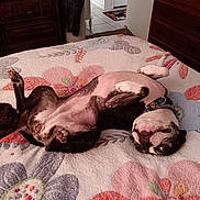 Kandikane is registered to the contest to win money with this photo: dogs, dog, pets, canine, lying_down, belly_up, sleeping, relaxed, funny, upside_down, bed, blanket, bedroom, indoor, furniture, black_and_white, collar, paws, animal_portrait, home