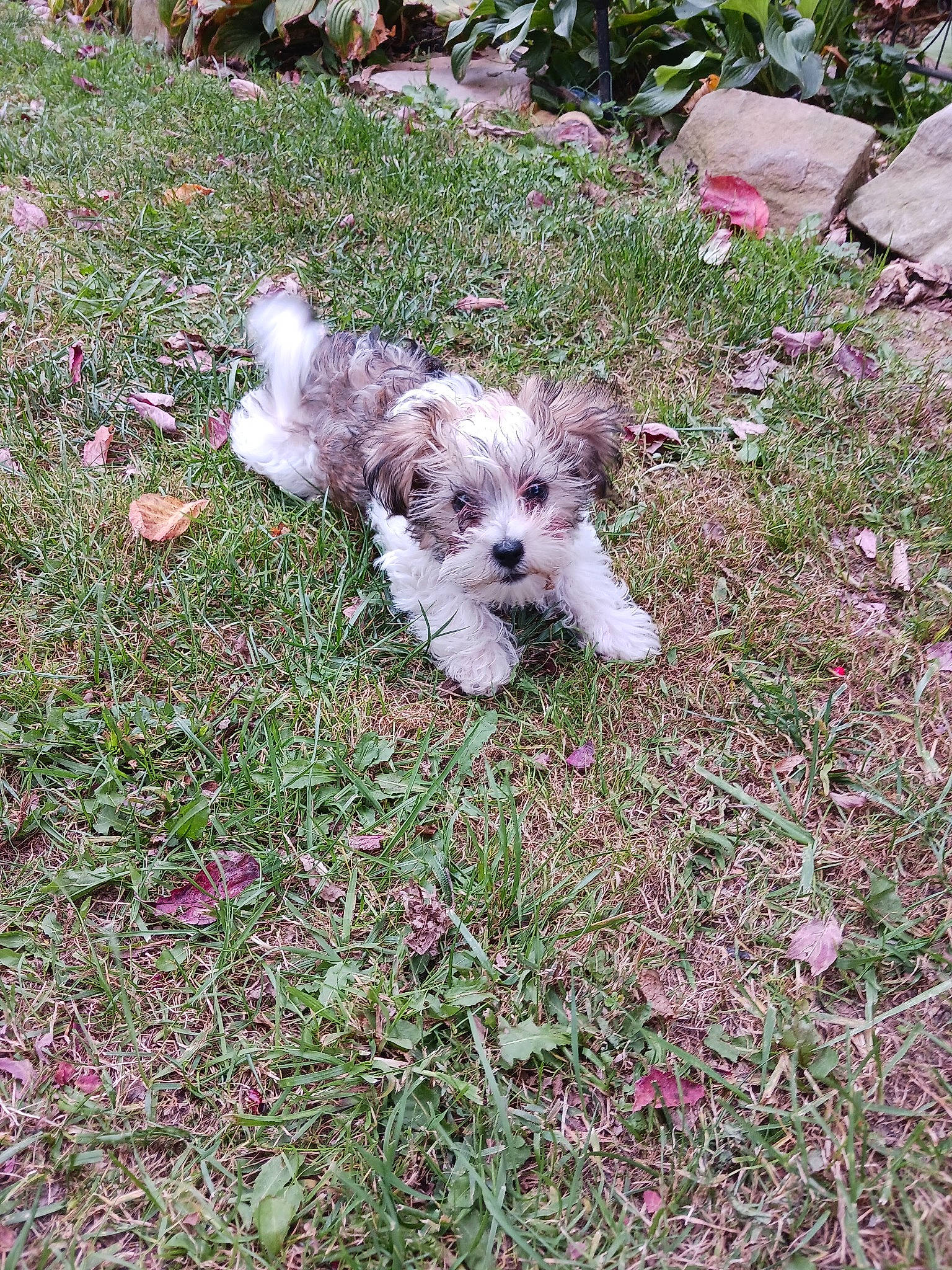 Chloé joined the competition — help win amazing prizes! annual_plant, canidae, carnivore, cockapoo, companion_dog, dog, dog_breed, garden, grass, groundcover, maltepoo, plant, poodle_crossbreed, shrub, small_terrier, sporting_group, terrier, toy_dog, water_dog, working_animal