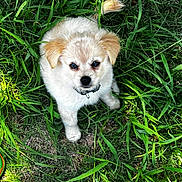 Rocco Bean is registered to the contest to win money with this photo: puppy, dog, grass, outdoor, cute, pet, animal, fur, collar, small, young, nature, green, playful, adorable, mammal, looking_up, sitting, fluffy, friendly