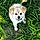 Rocco Bean