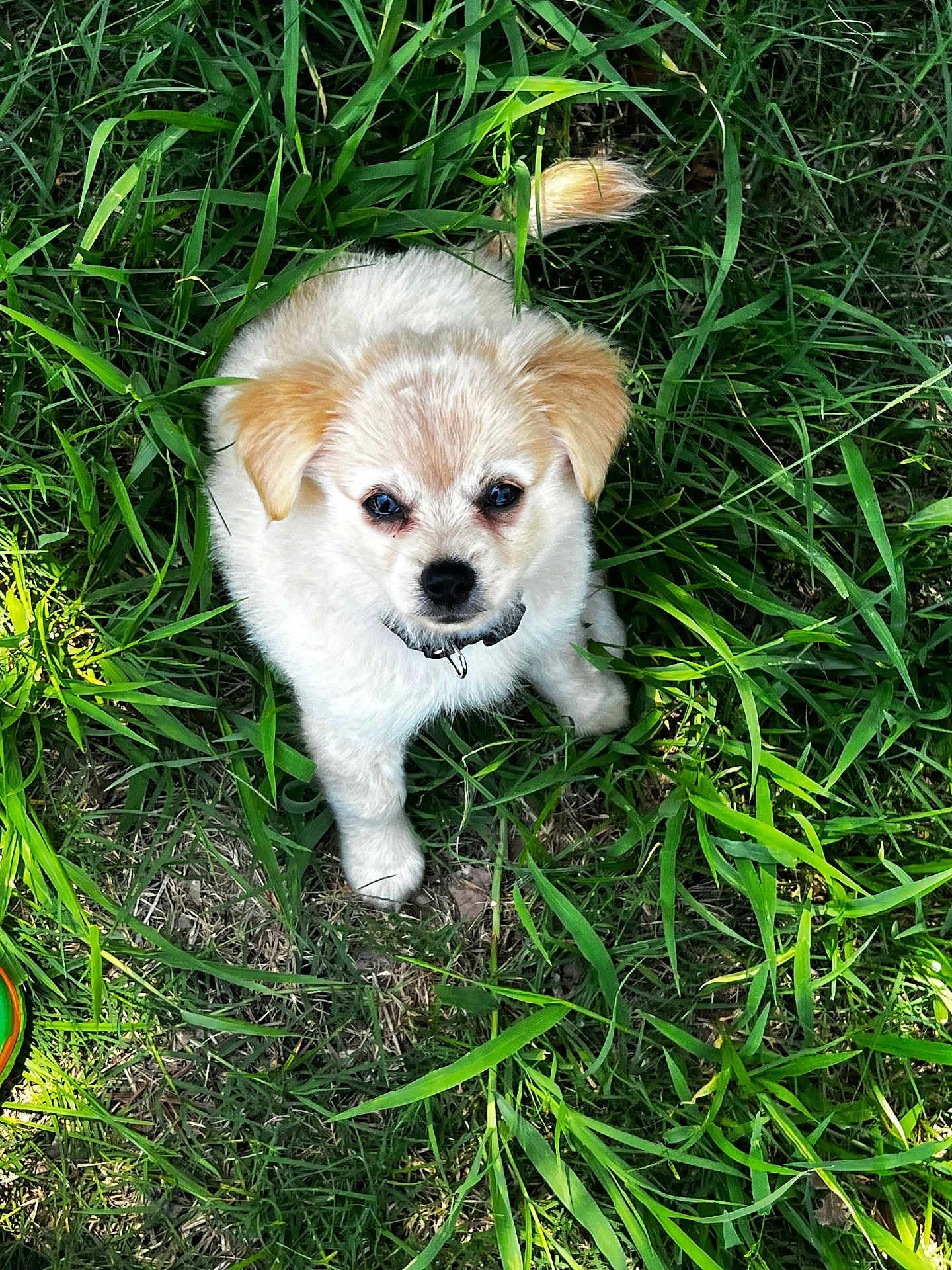Rocco Bean