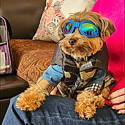 Ziggy joined the competition — help win amazing prizes! blue_goggles, casual, clothing, companionship, cozy, cushion, cute, dog, fashion, furry, goggles, home, indoor, lap, patchwork_jacket, person, pet, relaxed, small_dog, sofa