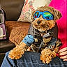 dog, goggles, clothing, lap, person, cushion, sofa, indoor, pet, furry, small_dog, blue_goggles, patchwork_jacket, casual, relaxed, cozy, home, fashion, companionship, cute