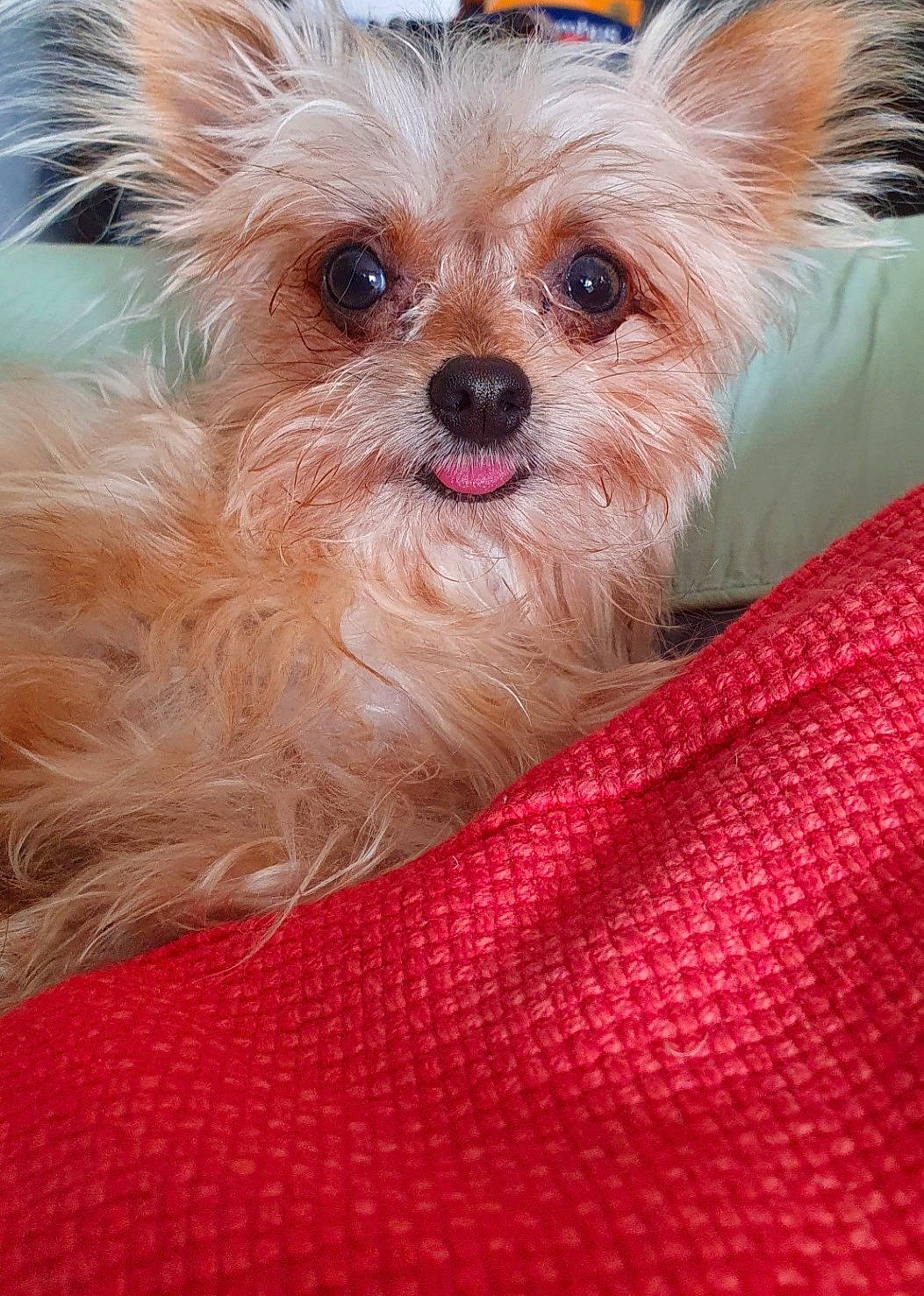 Irish a rejoint le concours — aidez-le/la à gagner de superbes lots ! canidae, carnivore, companion_dog, dog, dog_breed, dog_supply, fashion_accessory, fawn, fur, liver, maltepoo, pink, puppy, small_terrier, snout, toy_dog, whiskers, working_animal, yorkipoo, yorkshire_terrier