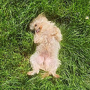 Irish a rejoint le concours — aidez-le/la à gagner de superbes lots ! animal, canine, cute, dog, field, fluffy, fur, grass, greenery, lying_down, nature, outdoor, pet, playful, relaxed, small_dog, summer, sunlight, sunny, tongue_out