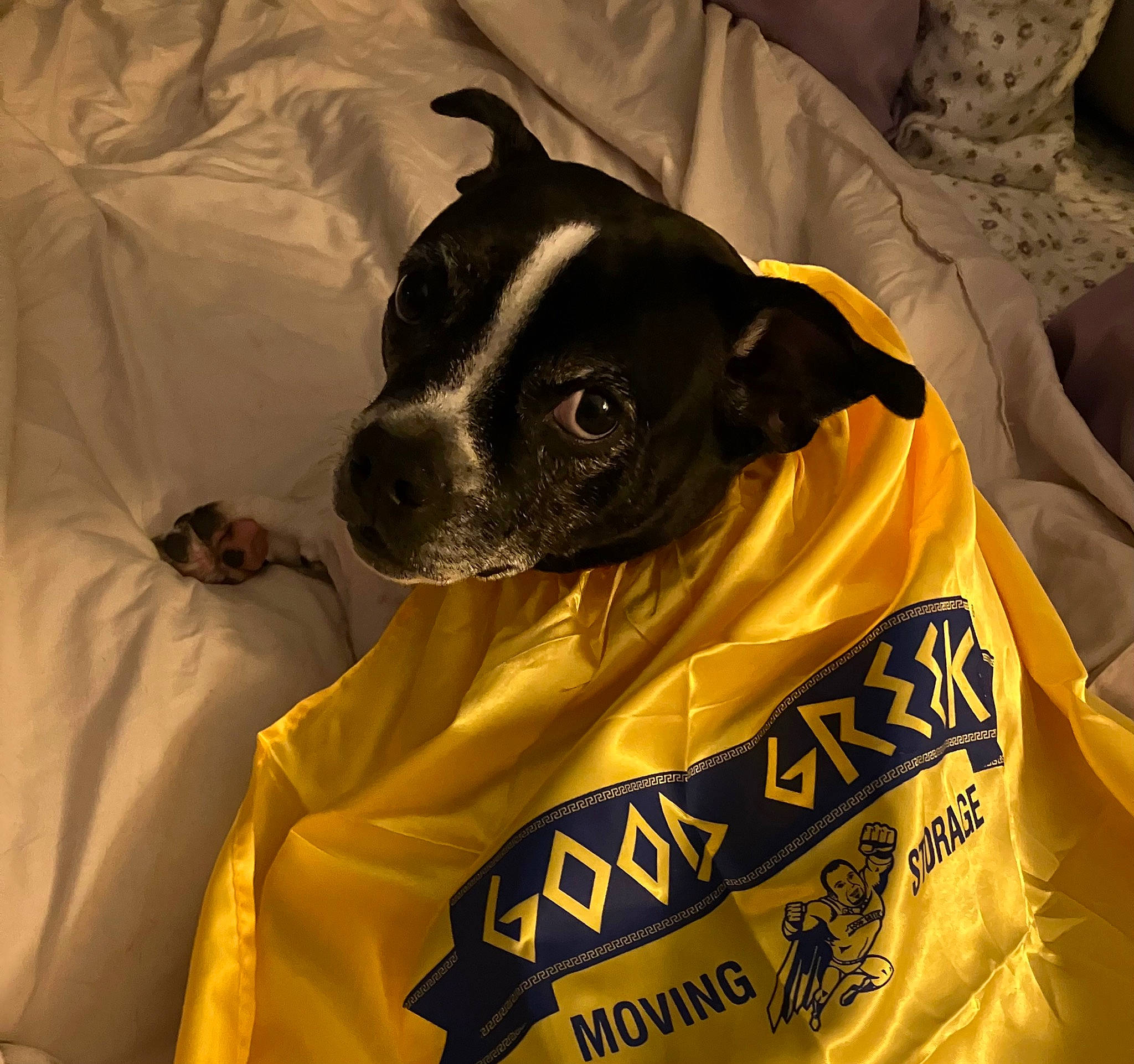 Brodie is registered to the contest to win money with this photo: canidae, carnivore, comfort, companion_dog, dog, dog_breed, ear, fawn, linens, non_sporting_group, sleeve, snout, sporting_group, terrestrial_animal, toy_dog, whiskers, working_animal