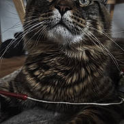 Apollo is registered to the contest to win money with this photo: cat, tabby_cat, close_up, indoor, whiskers, fur, pet, animal, curious, eyes, mammal, feline, domestic_cat, striped, face, portrait, relaxed, cozy, household, cute