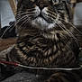 cat, tabby_cat, close_up, indoor, whiskers, fur, pet, animal, curious, eyes, mammal, feline, domestic_cat, striped, face, portrait, relaxed, cozy, household, cute