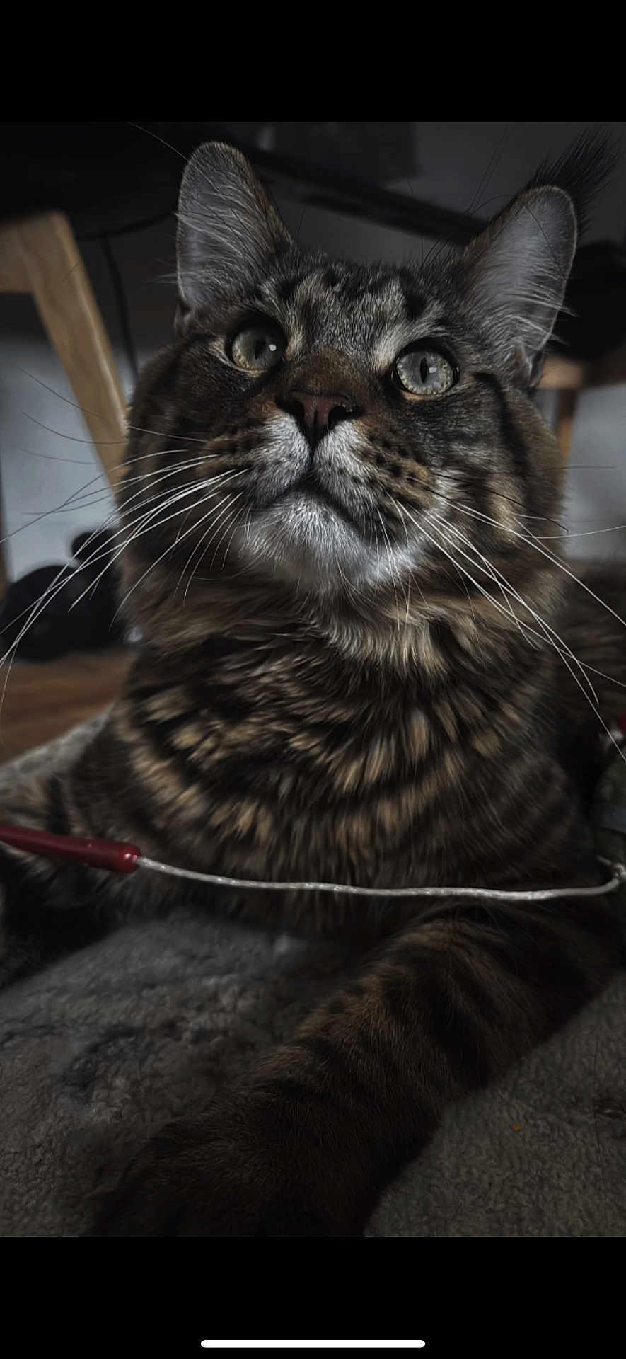 Apollo