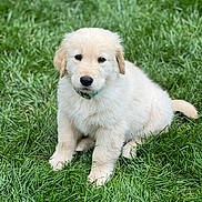 Ollie is registered to the contest to win money with this photo: puppy, dog, golden_retriever, grass, outdoor, pet, cute, animal, young, fur, collar, sitting, nature, green, portrait, canine, eyes, fluffy, adorable, mammal