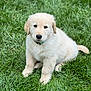 puppy, dog, golden_retriever, grass, outdoor, pet, cute, animal, young, fur, collar, sitting, nature, green, portrait, canine, eyes, fluffy, adorable, mammal