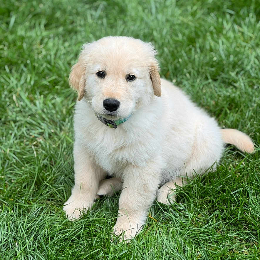 Ollie is registered to the contest to win money with this photo: adorable, animal, canine, collar, cute, dog, eyes, fluffy, fur, golden_retriever, grass, green, mammal, nature, outdoor, pet, portrait, puppy, sitting, young