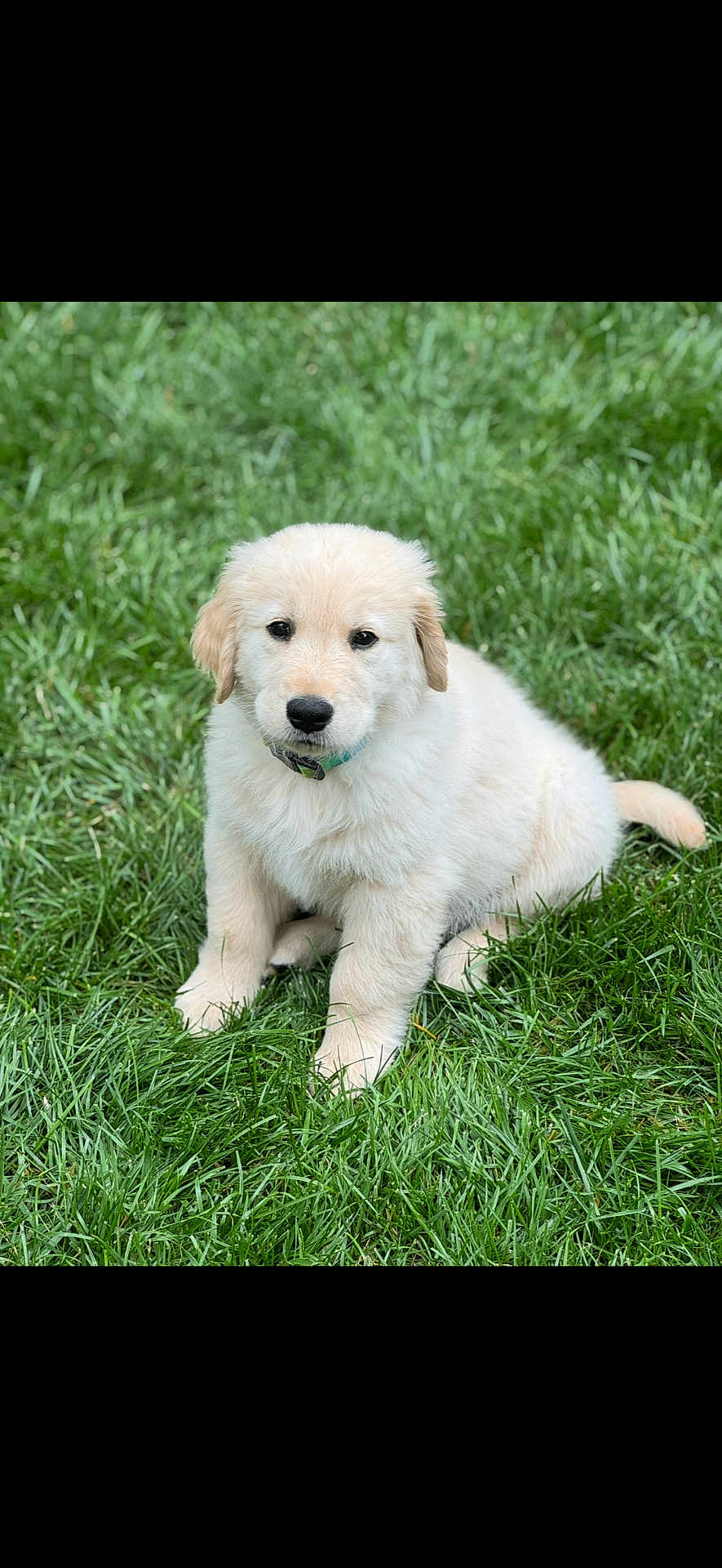 Ollie is registered to the contest to win money with this photo: puppy, dog, golden_retriever, grass, outdoor, pet, cute, animal, young, fur, collar, sitting, nature, green, portrait, canine, eyes, fluffy, adorable, mammal