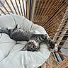animal, blue_eyes, cat, cozy, cushion, gray_cat, hanging_chair, indoor, kitten, lying_down, pet, playful, portrait, relaxed, sunlight, tabby, upside_down, whiskers, window, woven_rope