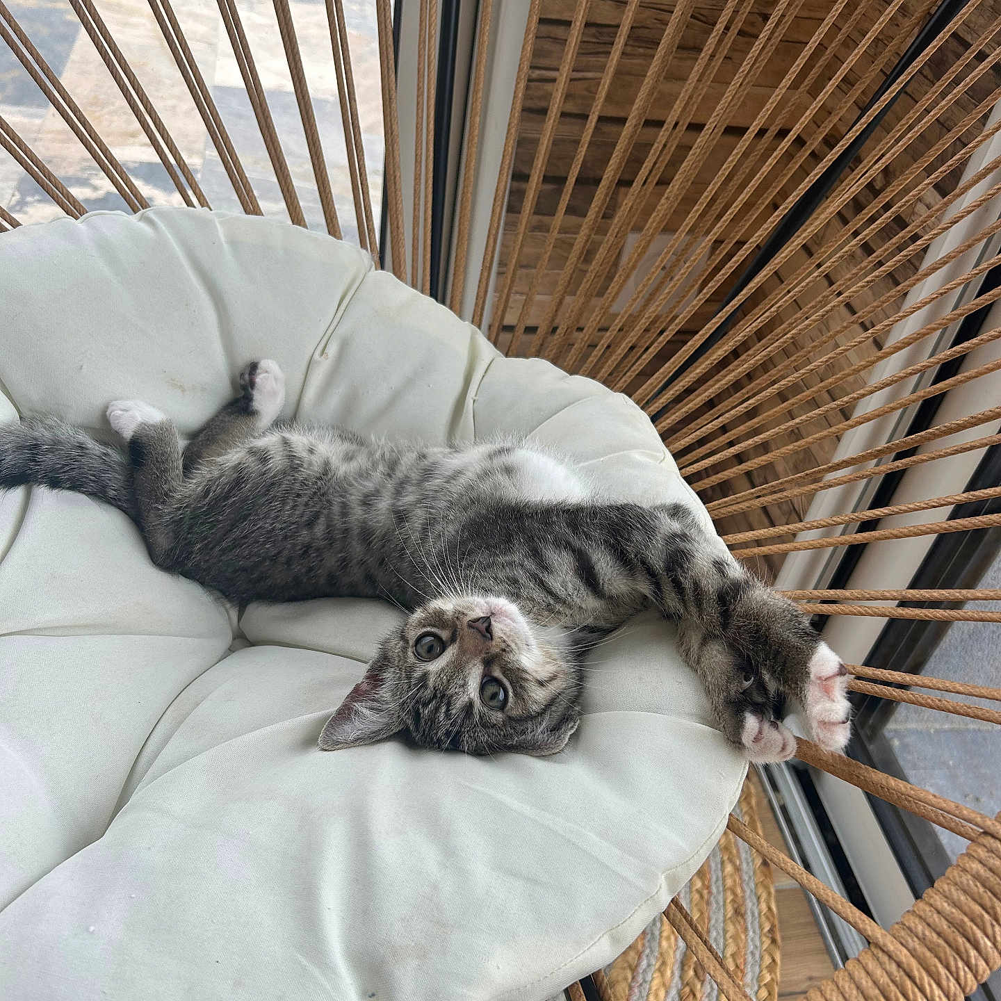 Blue participe au concours pour gagner de l'argent avec cette photo : animal, blue_eyes, cat, cozy, cushion, gray_cat, hanging_chair, indoor, kitten, lying_down, pet, playful, portrait, relaxed, sunlight, tabby, upside_down, whiskers, window, woven_rope
