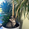 Blue participe au concours pour gagner de l'argent avec cette photo : animal, cat, curious, feline, home_interior, houseplants, indoor, kitten, looking_up, natural_light, pet, planter, portrait, potted_plants, sitting, striped_fur, tabby, whiskers, window, wood_floor