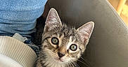 Blue participe au concours pour gagner de l'argent avec cette photo : kitten, cat, tabby, pet, animal, indoor, curious, looking_up, jeans, sweater, chair, furniture, whiskers, cute, small, fur, domestic, young, cozy, closeup