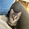 kitten, cat, tabby, pet, animal, indoor, curious, looking_up, jeans, sweater, chair, furniture, whiskers, cute, small, fur, domestic, young, cozy, closeup
