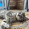 Blue participe au concours pour gagner de l'argent avec cette photo : kitten, cat, tabby, indoor, rug, braided_rug, curious, laying_down, close_up, whiskers, ears, floor, wooden_wall, window, natural_light, pet, feline, young_cat, cozy, home