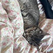 Blue a rejoint le concours — aidez-le/la à gagner de superbes lots ! cat, kitten, sleeping, tabby, floral_blanket, bedroom, cozy, indoor, pet, fur, whiskers, resting, cute, domestic_animal, soft_texture, relaxed, comfort, nap, feline, close_up