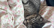 Blue a rejoint le concours — aidez-le/la à gagner de superbes lots ! bedroom, cat, close_up, comfort, cozy, cute, domestic_animal, feline, floral_blanket, fur, indoor, kitten, nap, pet, relaxed, resting, sleeping, soft_texture, tabby, whiskers
