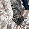 cat, kitten, sleeping, tabby, floral_blanket, bedroom, cozy, indoor, pet, fur, whiskers, resting, cute, domestic_animal, soft_texture, relaxed, comfort, nap, feline, close_up