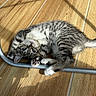 Blue participe au concours pour gagner de l'argent avec cette photo : kitten, cat, tabby, playful, floor, wooden_floor, paw, metal, chair_leg, sunlight, shadow, pet, animal, cute, indoor, feline, small, fur, striped, laying_down