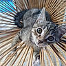 Blue a rejoint le concours — aidez-le/la à gagner de superbes lots ! animal, blue_background, cat, close_up, curious, ears, feline, fur, green_eyes, indoor, kitten, lying_down, pet, photography, portrait, rattan, tabby, whiskers, wood, woven_chair