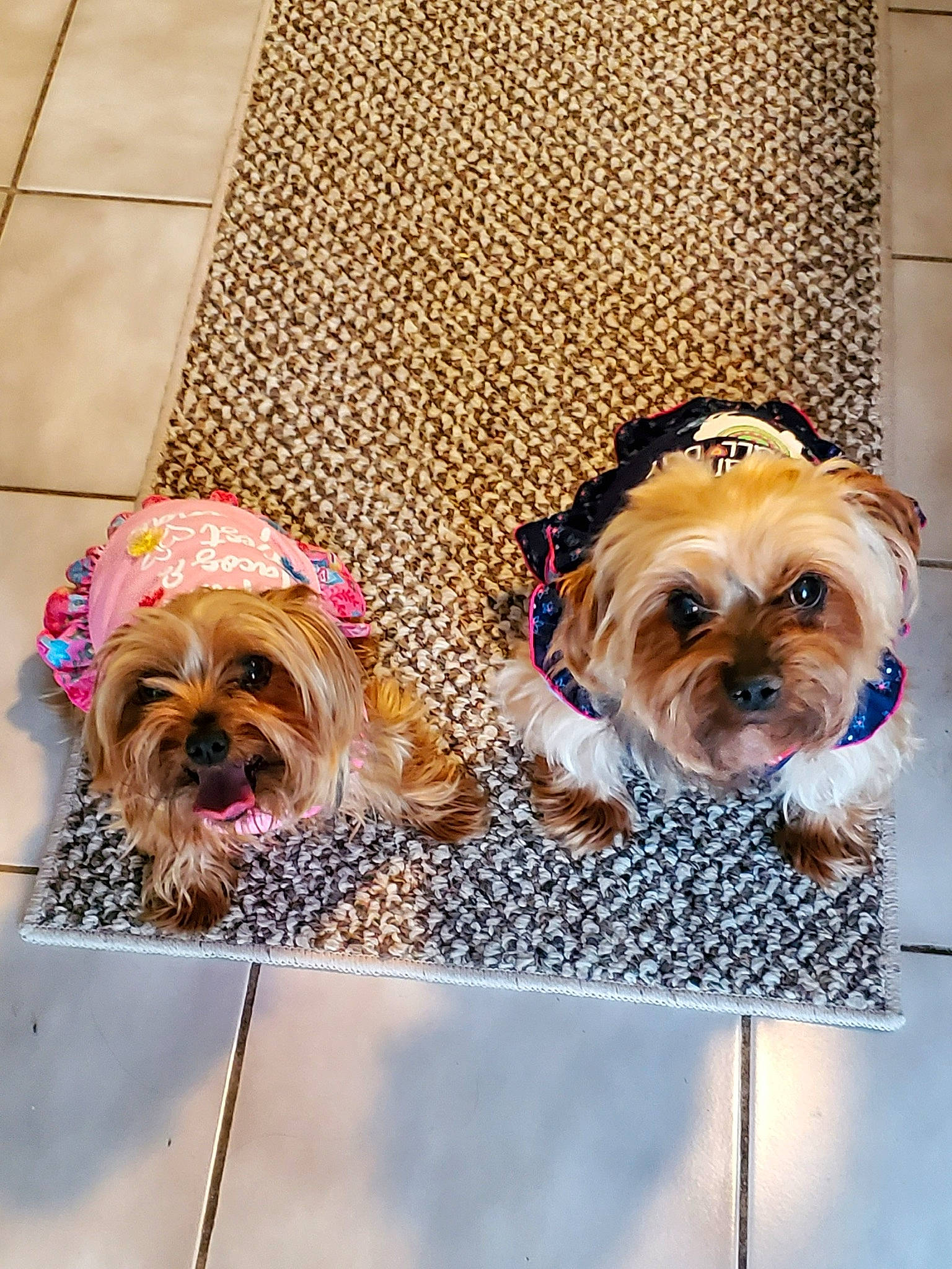 Maggie And Rubby is registered to the contest to win money with this photo: blue, carnivore, collar, companion_dog, dog, dog_breed, dog_collar, dog_supply, eyewear, fawn, glasses, liver, pet_supply, snout, sporting_group, sunglasses, toy_dog, vision_care, water_dog, working_animal