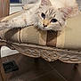 animal, blue_eyes, carved_wood, cat, closeup, curious, domestic_cat, ears, floor_tiles, fluffy, furniture, home_interior, indoor, lounging, pet, relaxed, striped_cushion, vintage_chair, whiskers, wooden_chair