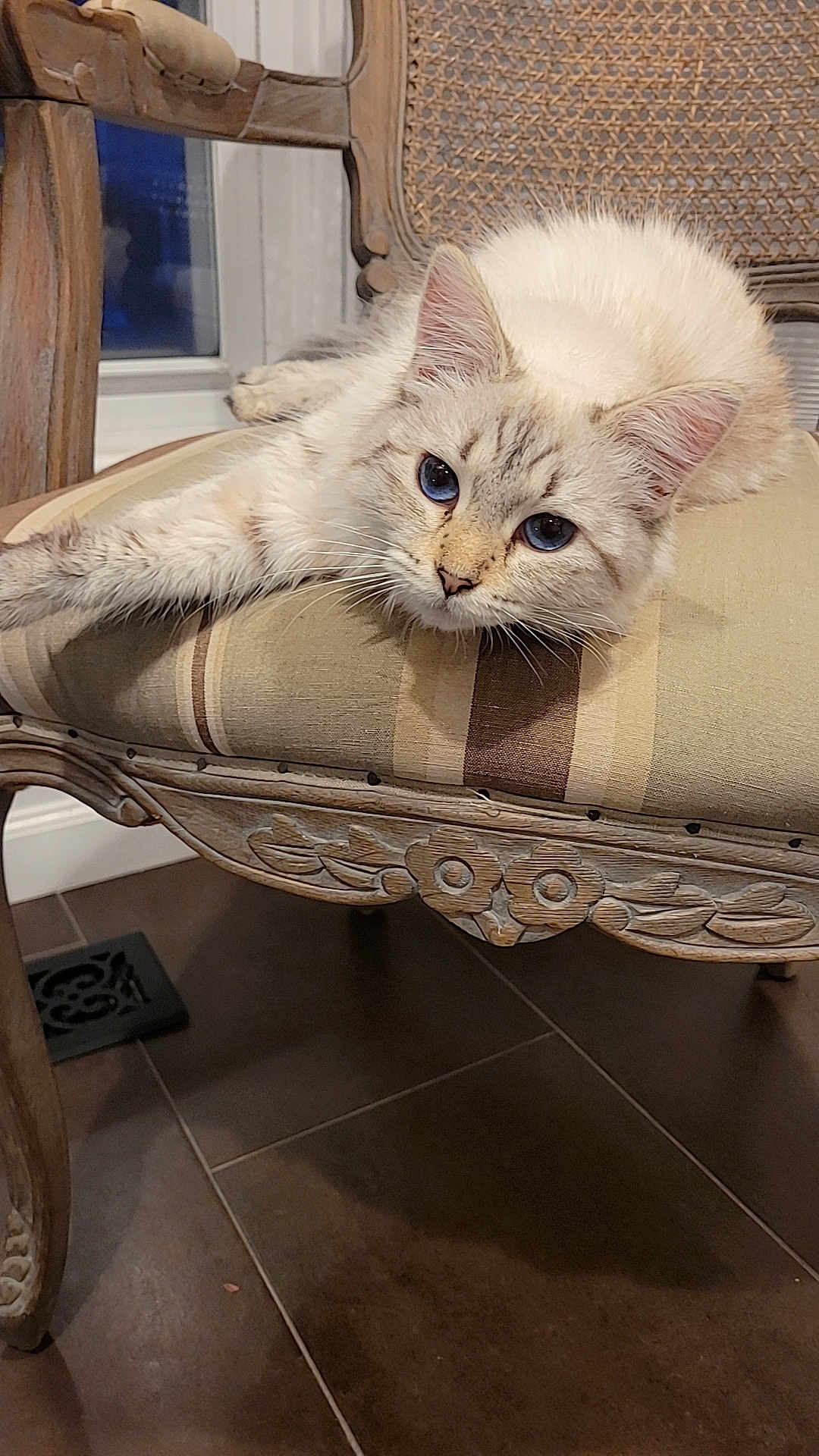 Nika joined the competition — help win amazing prizes! animal, blue_eyes, carved_wood, cat, closeup, curious, domestic_cat, ears, floor_tiles, fluffy, furniture, home_interior, indoor, lounging, pet, relaxed, striped_cushion, vintage_chair, whiskers, wooden_chair
