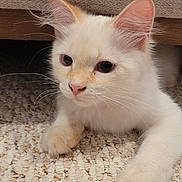 Simba is registered to the contest to win money with this photo: animal, carpet, cat, closeup, curious, cute, ears, furniture, indoor, kitten, orange_accents, paw, pet, playful, resting, small, soft, whiskers, white_cat, young